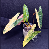 variegated