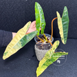 Rare Philodendron