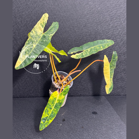 Philodendron