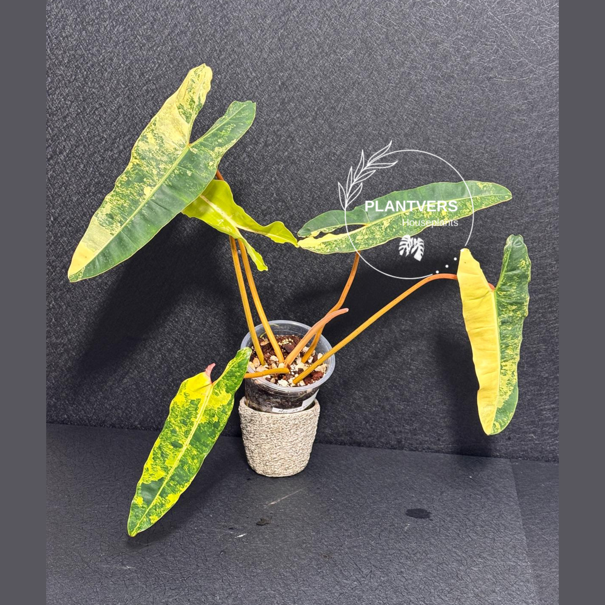 variegated