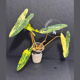 variegated