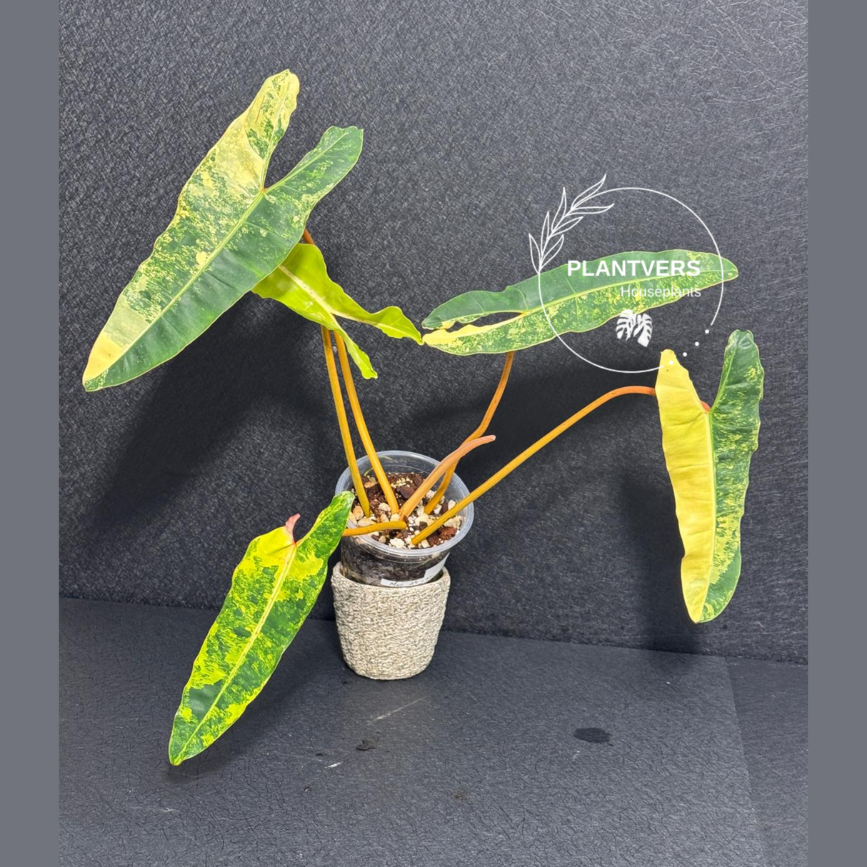 Rare Philodendron