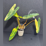 Rare Philodendron