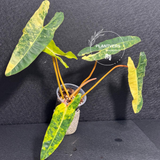 Billietiae