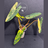 variegated billietia
