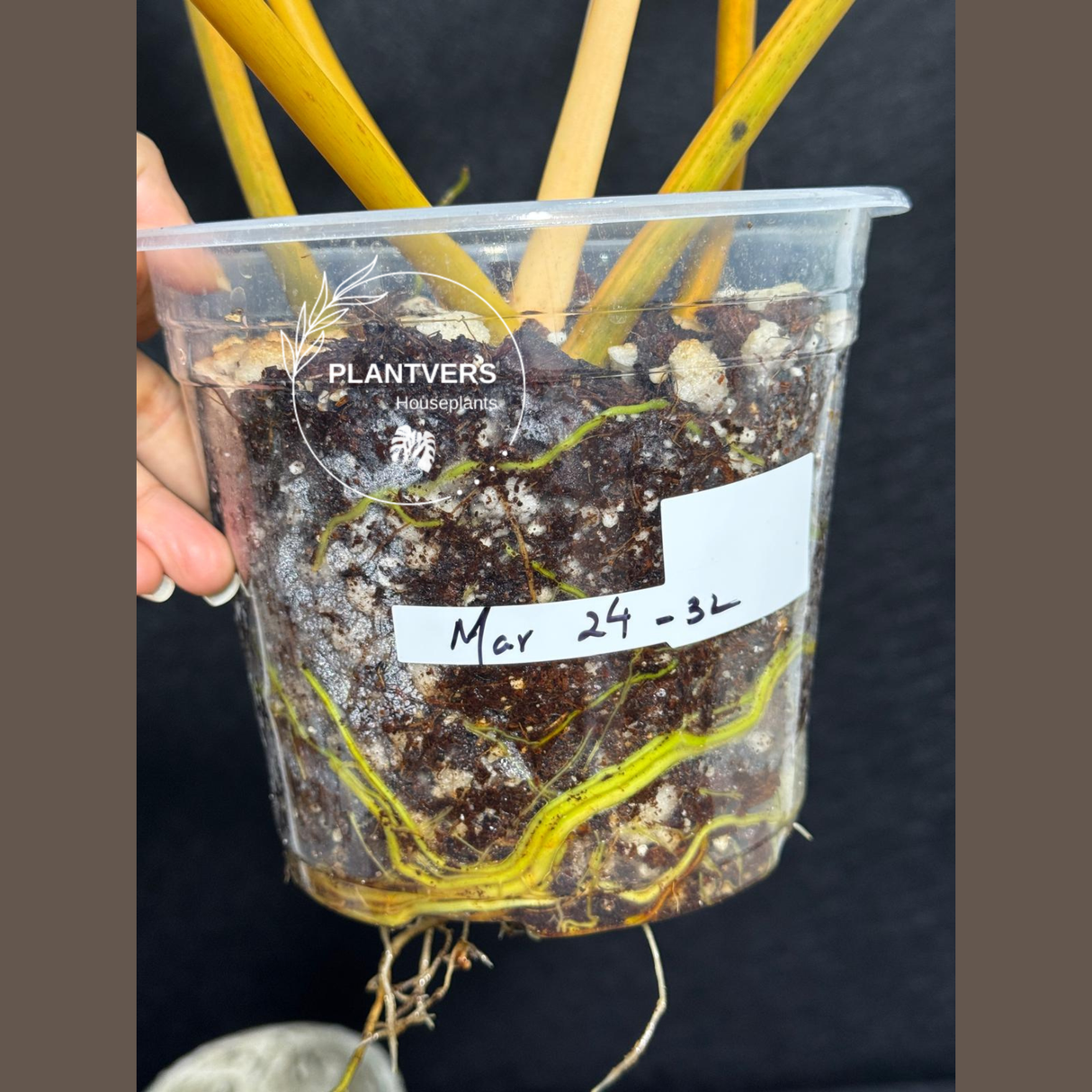 Aroid Plants
