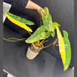 Rare Philodendron