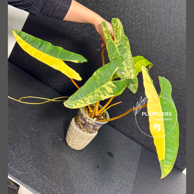 Rare Philodendron