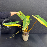 Philodendron