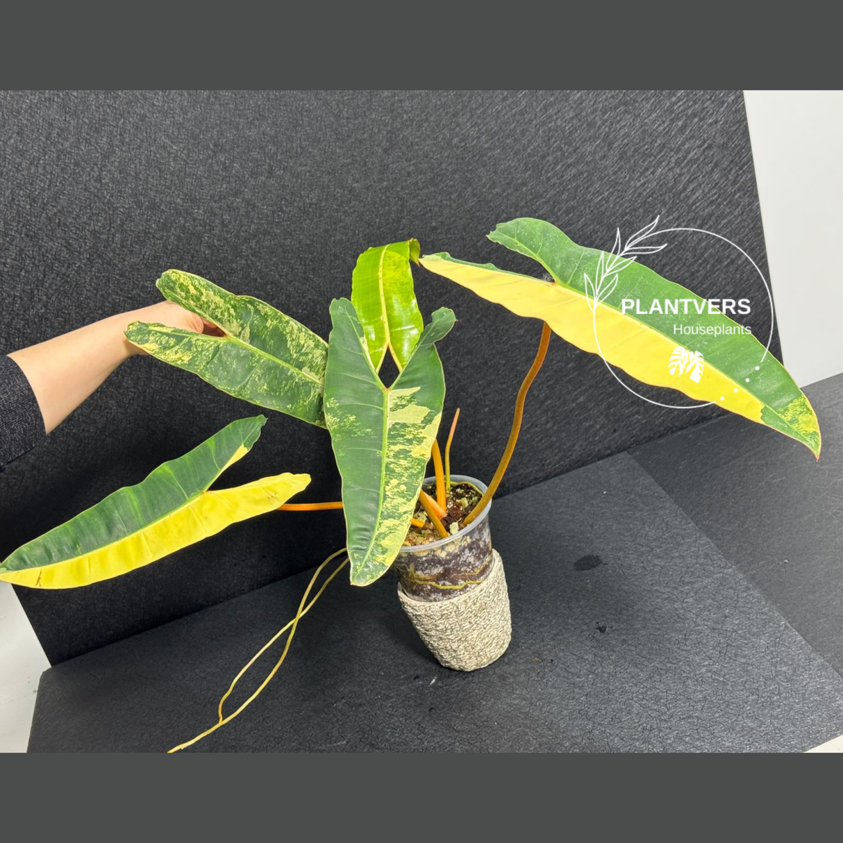 variegated