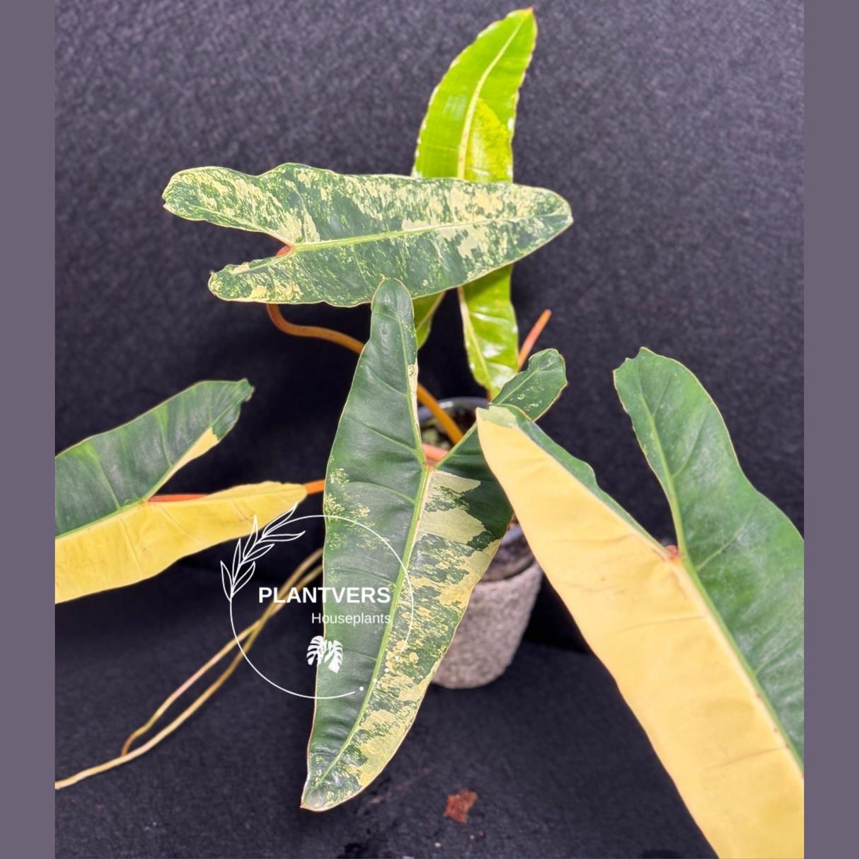 collector plants