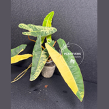 variegated billietia