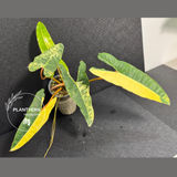 super rare plants