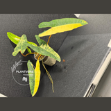 Aroid Plants