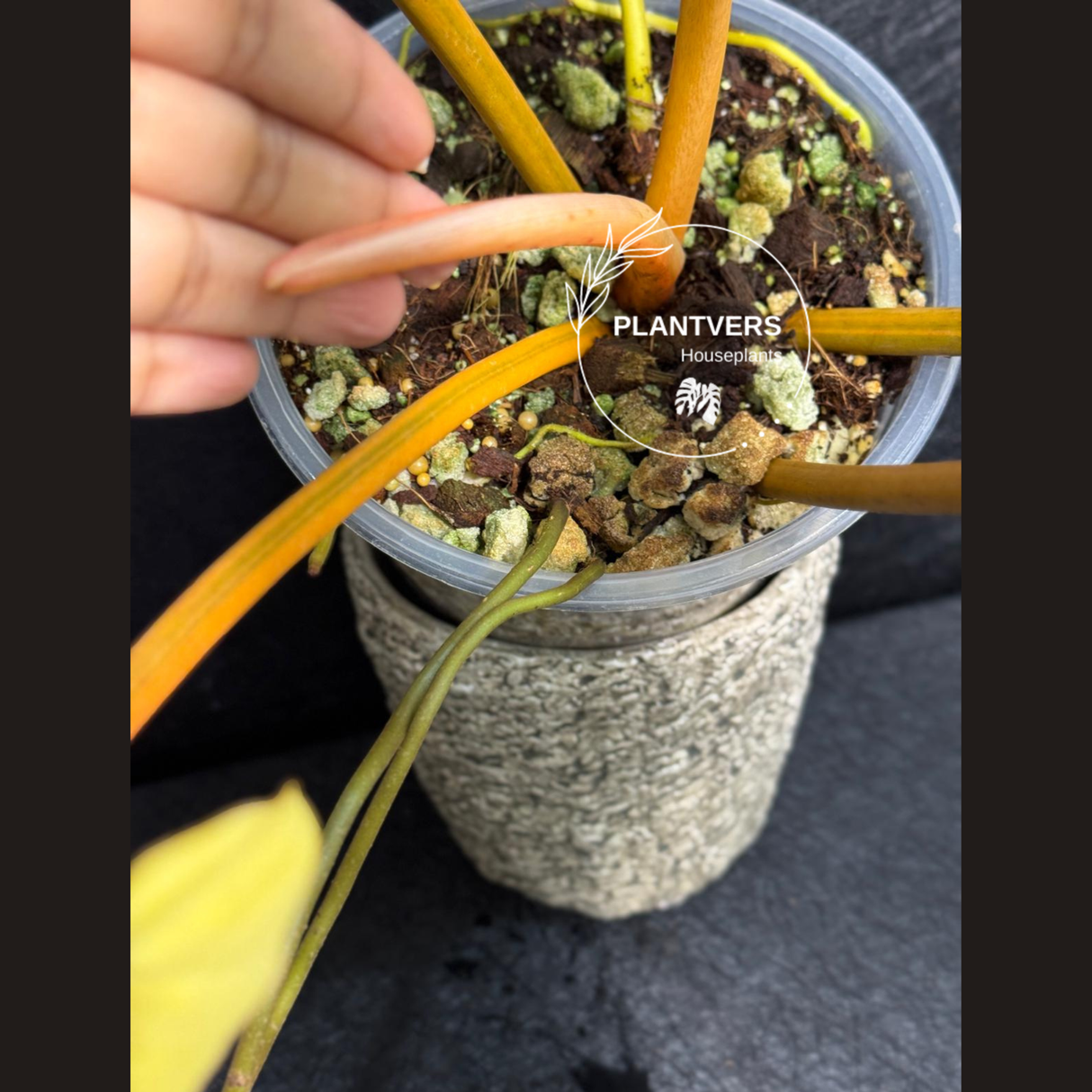 live plant 