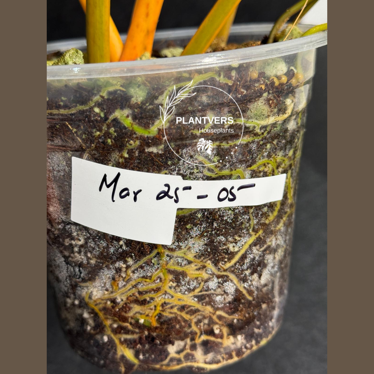 Rare Philodendron  live plant 