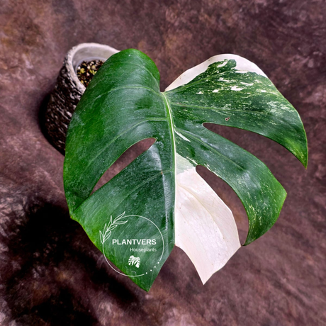 Rare Variegated Monstera Albo - White Albo Borsigiana Single Leaf Plant - EXACT Plant - US Seller