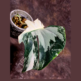 Rare Variegated Monstera Albo - White Albo Borsigiana Single Leaf Plant - EXACT Plant - US Seller