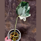 Rare Variegated Monstera Albo - White Albo Borsigiana Single Leaf Plant - EXACT Plant - US Seller