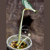 Rare Variegated Monstera Albo - White Albo Borsigiana Single Leaf Plant - EXACT Plant - US Seller
