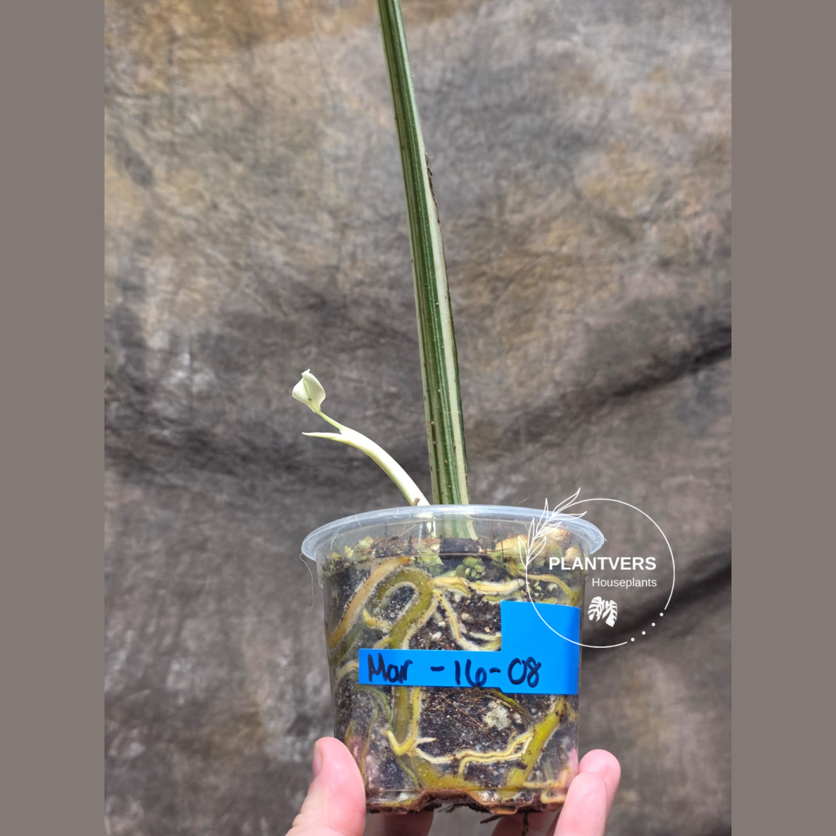 Rare Variegated Monstera Albo - White Albo Borsigiana Single Leaf Plant - EXACT Plant - US Seller