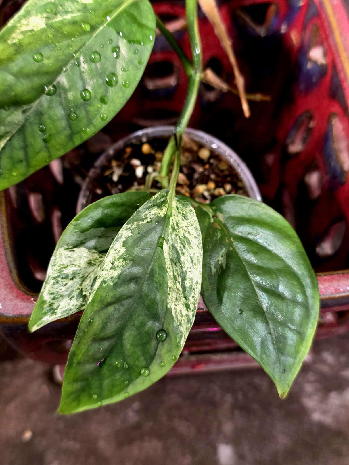 Epipremnum Pinnatum Albo Variegated - Climbing Aroid - (June-25-27)