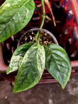 Epipremnum Pinnatum Albo Variegated - Climbing Aroid - (June-25-27)