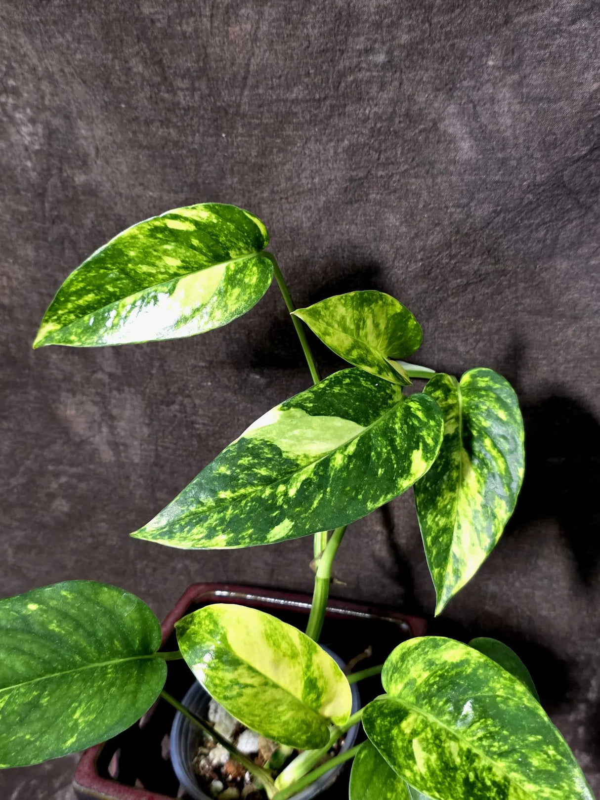 Rare Variegated Golden Flame Epipremnum Pinnatum - (June-21-58)