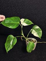 Variegated Monstera Albo EXACT Live Plant - Indoor White Monstera Albo Borsigiana Plant - Albo Baby Leaf Plant - Rare Houseplant - US Seller