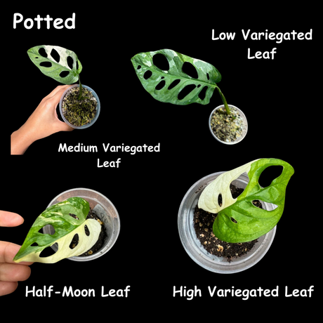 Variegated Monstera Adansonii Albo Swiss Cheese Live Plant | Half-Moon Variegated Adansonii | US Seller | Extremely Rare Collector Plant