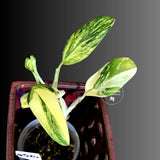 Variegated Monstera Standleyana Aurea - Tropical Houseplant - (6-5-26)