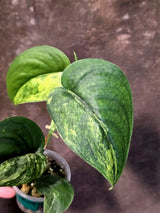 Scindapsus Jade Satin Variegated - Yellow Variegation - (June-21-63)