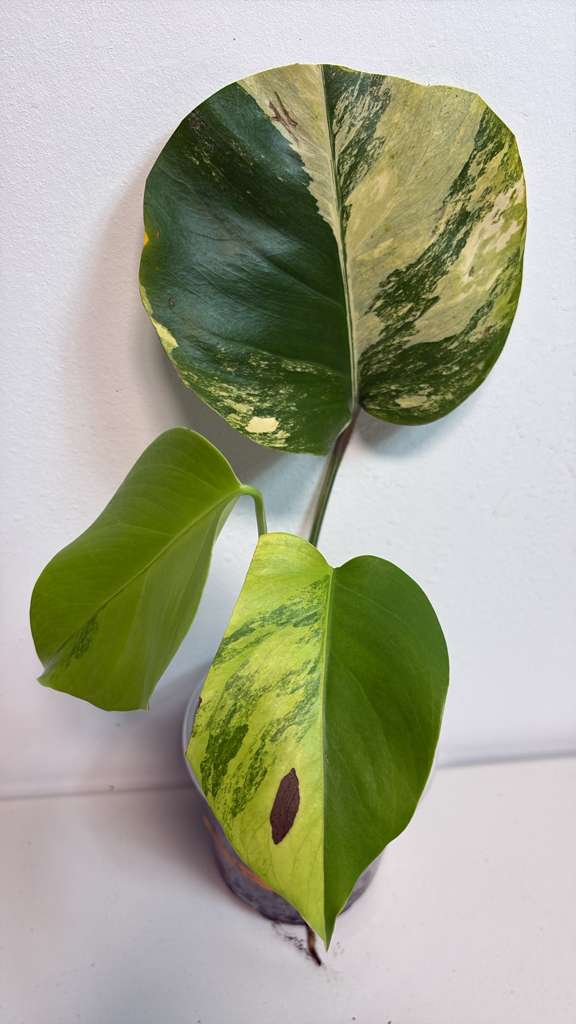 Monstera Aurea Borsigiana