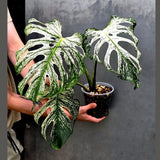 Monstera Deliciosa Devil Monster - Rare Giant Monstera Plant  (AskSalDevil-17th june)