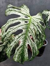 Monstera Deliciosa Devil Monster - Rare Giant Monstera Plant  (AskSalDevil-17th june)