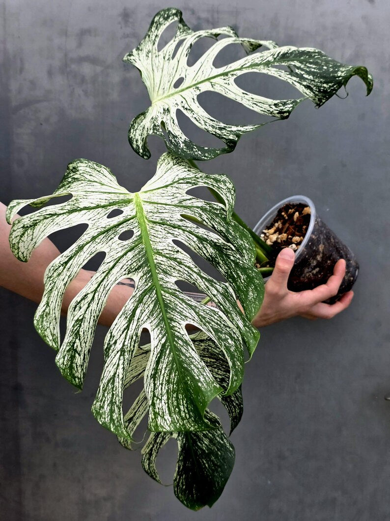 Monstera Deliciosa Devil Monster - Rare Giant Monstera Plant  (AskSalDevil-17th june)