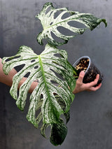 Monstera Deliciosa Devil Monster - Rare Giant Monstera Plant  (AskSalDevil-17th june)