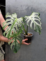 Monstera Deliciosa Devil Monster - Rare Giant Monstera Plant  (AskSalDevil-17th june)