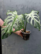Monstera Deliciosa Devil Monster - Rare Giant Monstera Plant  (AskSalDevil-17th june)