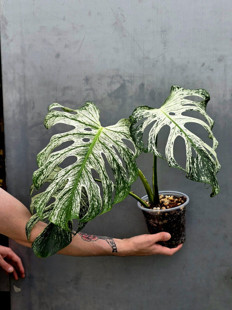 Rare Monstera Bulbasaur Variegated Plant - Mint Variegation