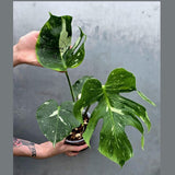 Monstera Deliciosa Medusa Variegated - Rare Exact Plant (June-17-20)