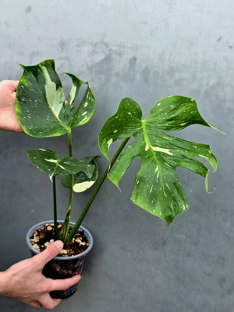 Monstera Deliciosa Medusa Variegated - Rare Exact Plant (June-17-20)