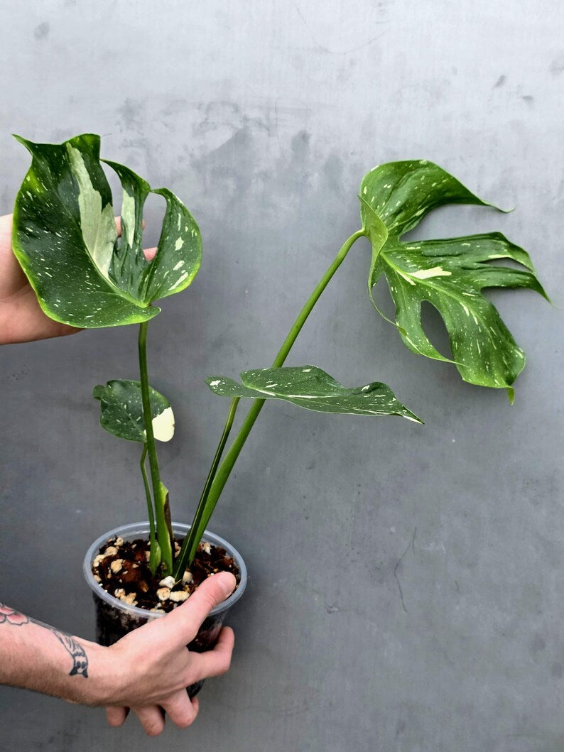 Monstera Deliciosa Medusa Variegated - Rare Exact Plant (June-17-20)