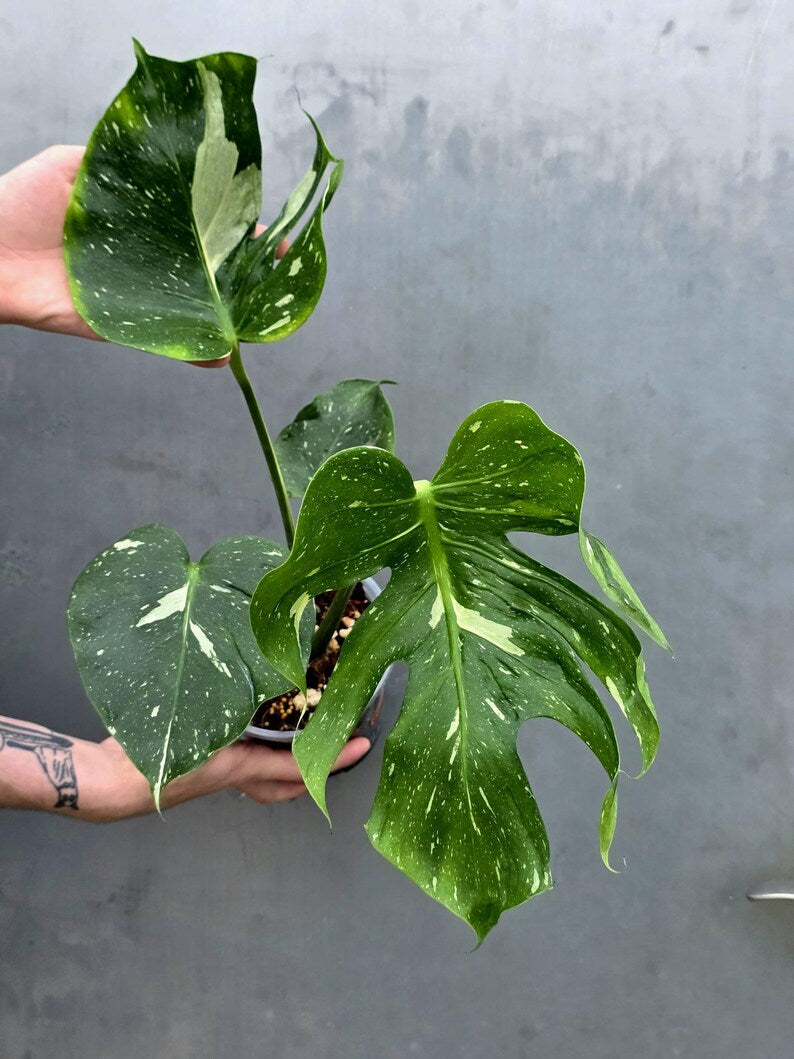 Monstera Deliciosa Medusa Variegated - Rare Exact Plant (June-17-20)