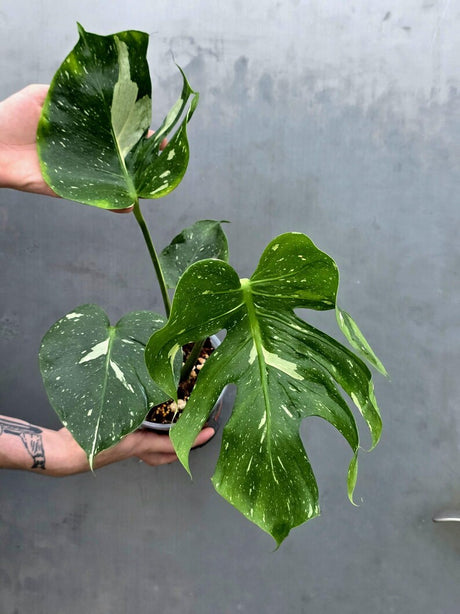 Monstera Deliciosa Medusa Variegated - Rare Exact Plant (June-17-20)