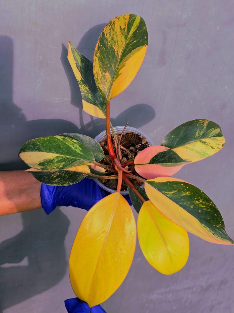 Philodendron Yellow Congo Variegated - EXACT Plant - (June-22-50)