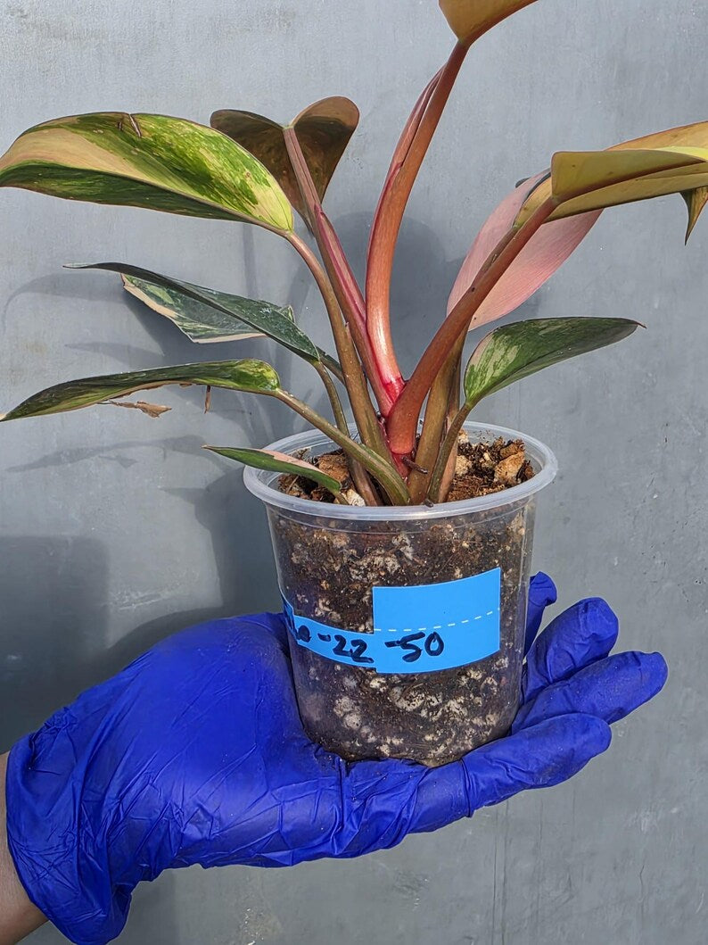 Philodendron Yellow Congo Variegated - EXACT Plant - (June-22-50)