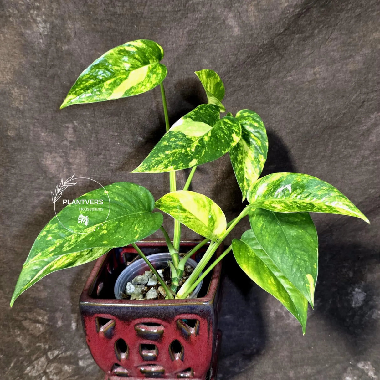 Rare Variegated Golden Flame Epipremnum Pinnatum - (June-21-58)