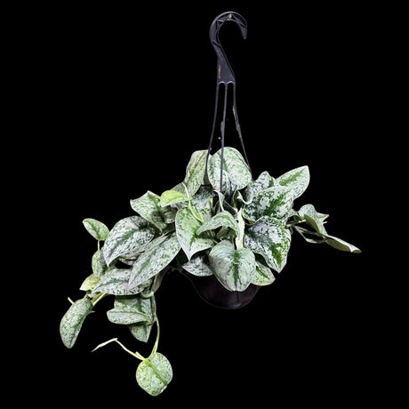 Scindapsus Silver Exotica RARE indoor vining plant in a Hanging Basket