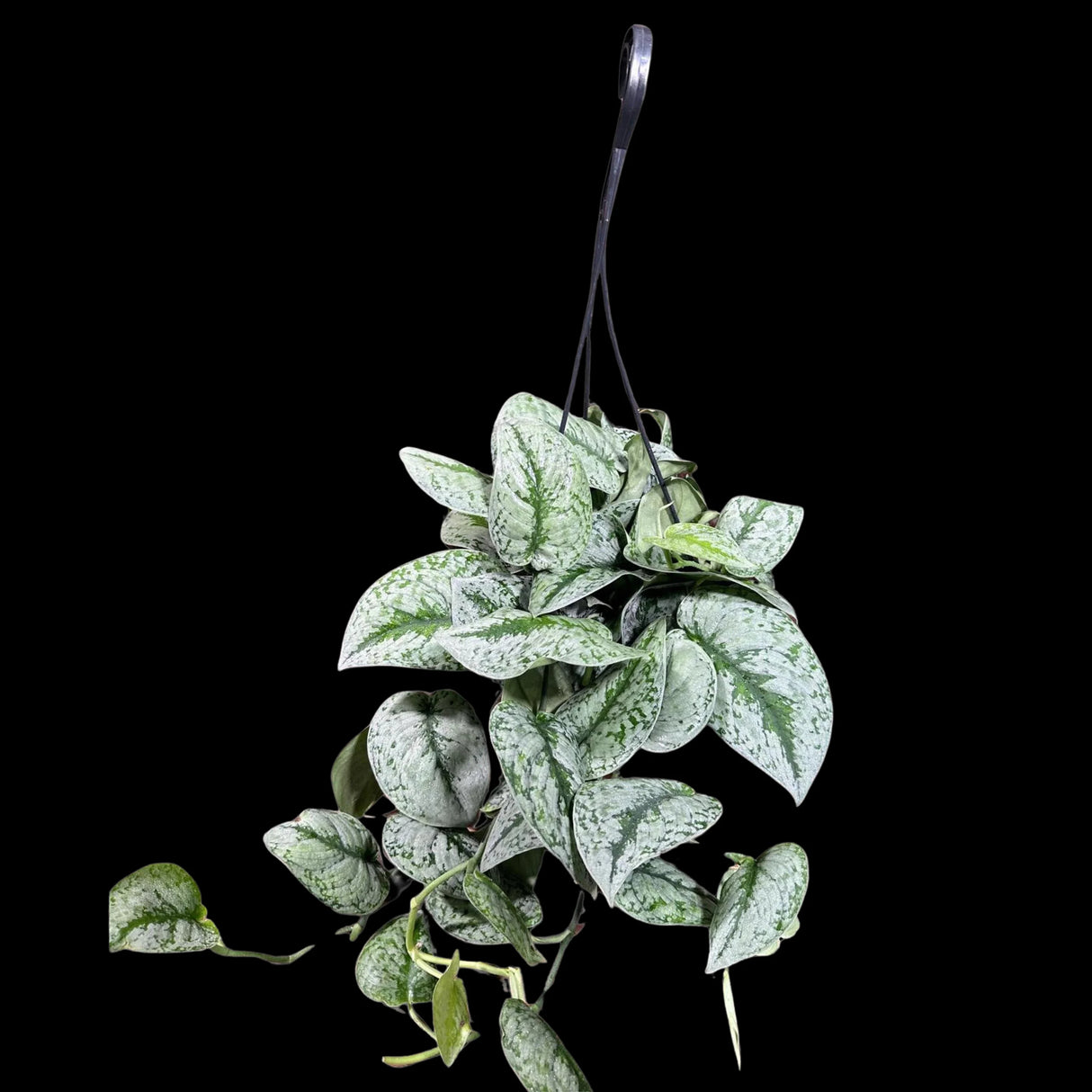 Scindapsus Silver Exotica RARE indoor vining plant in a Hanging Basket